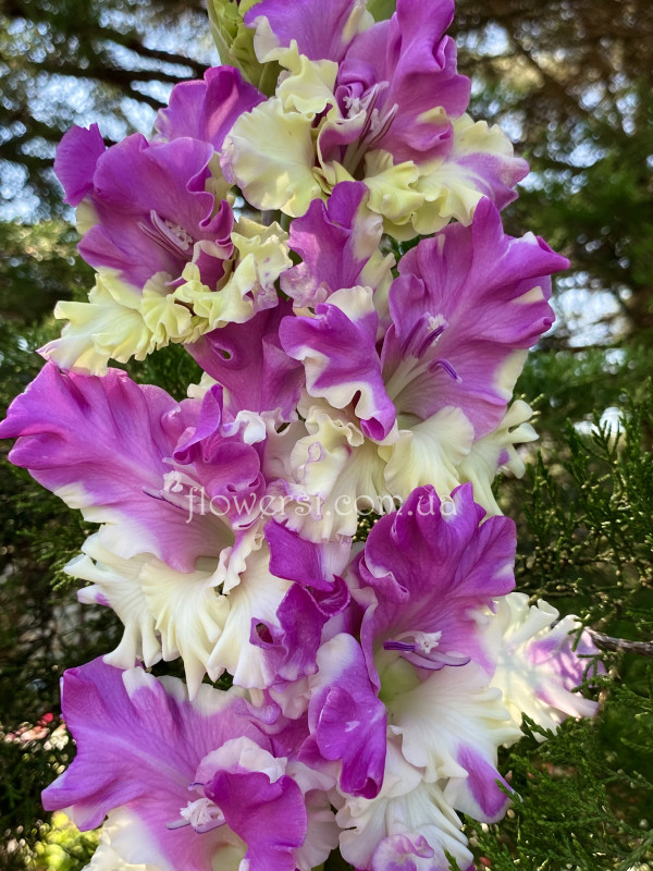 Гладiолус Весельчак 