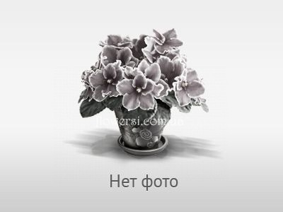 Фіалка НД-Хризантемка