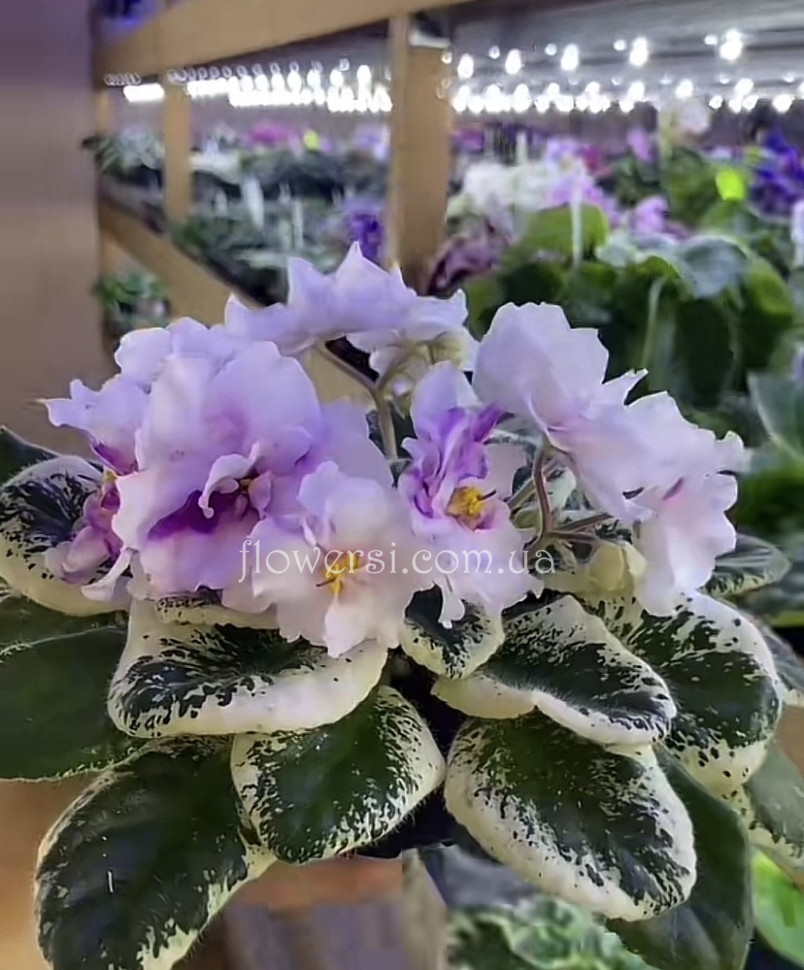 Фіалка НД-Хризантемка