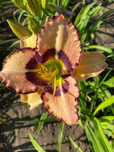 Сеянец №4 (Сіянець Г.Витiвськой)