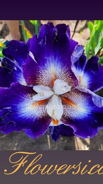  Ирис Шаос Треори (Chaos Theory)