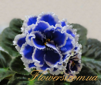 Фиалка НК-Жюль Верн 