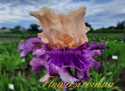  Кроунид Ин Глори (Crowned In Glory) 