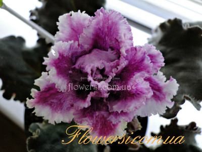 Фиалка НД-Миссия Сиринити 