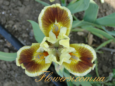 Ирис Ворожба 