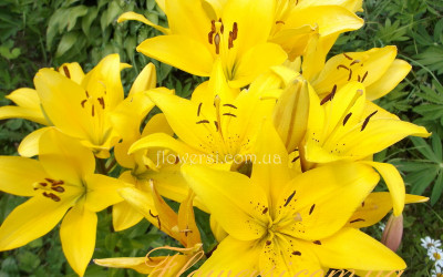   Лілія ЛА Кеб Даззл