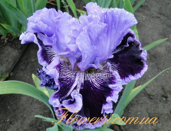 Ирис Бай Дживз (By Jeeves)