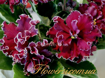 Фиалка АВ-Сердце Матери 