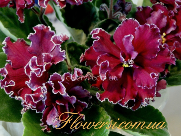 Фиалка АВ-Сердце Матери 