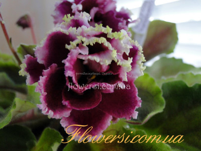 Фиалка Огненные Мотыльки (Морев)