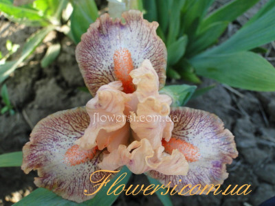 Ирис Мюзик (Musick) 