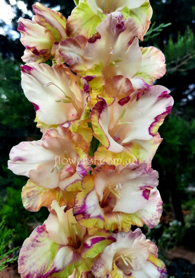 Гладiолус Яуна Моде  