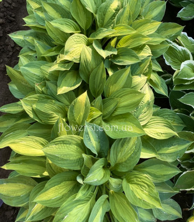 Хоста Striptease (Стриптиз)