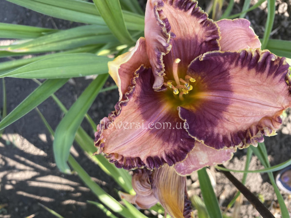 Сеянец  №5 (Сіянець Г.Витiвськой)