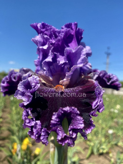 Ірис №26  (Сіянець Г.Витiвськой)