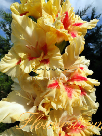  Гладiолус Діана