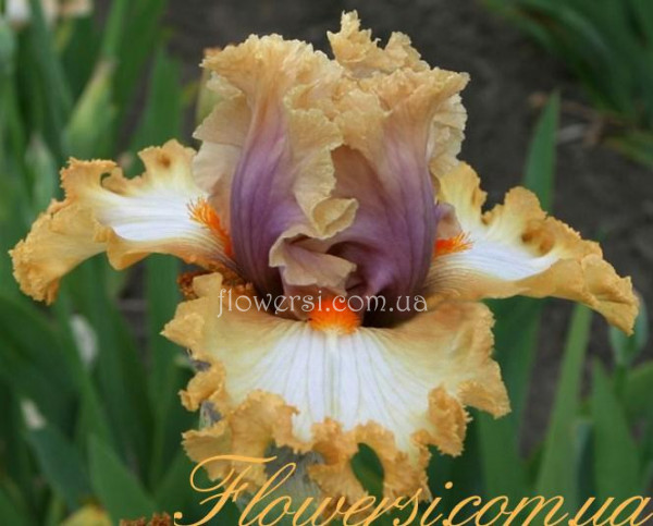 Ирис Good On Ya Гуд он Я (Black 2016)