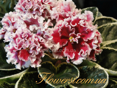  Фиалка НК-Серце Камелота (Н.Козак)