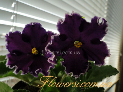  Фиалка НД-Красавчик