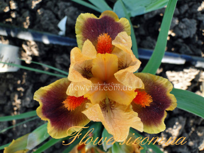 Ирис  Айкон (Icon) 