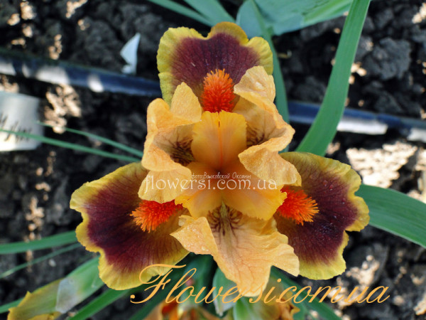 Ирис  Айкон (Icon) 