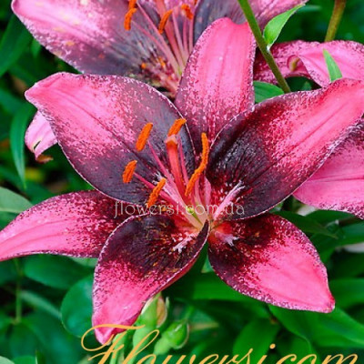  Лілія танго  Пурпл Ай( Purple Eye)