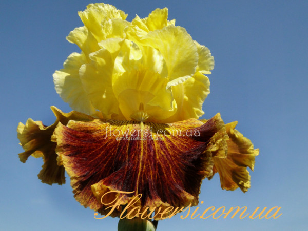 Ирис Френч Ривьера (French Riviere) 