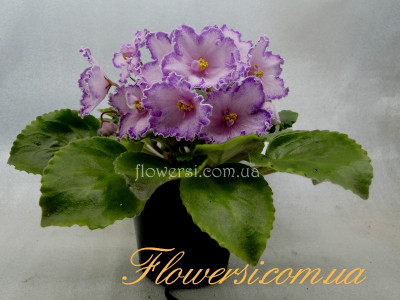 Фиалка ЛЕ-Львовская Опера