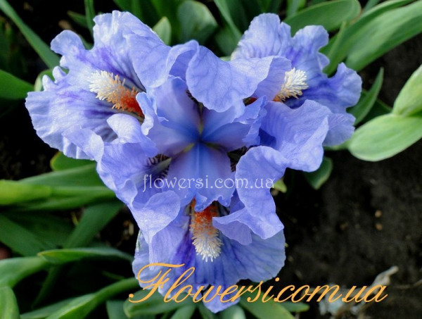 Ирис Файерс оф Фиджи (Fires of Fiji) 