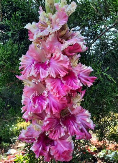 Гладiолус Мазурка