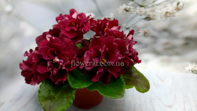 Фиалка БР - Красная Роза