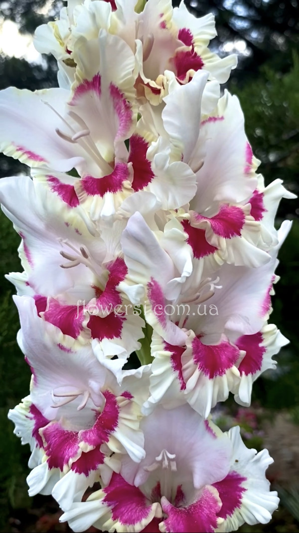 Гладiолус Красота Востока 