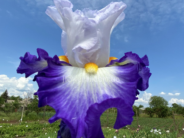 Ірис Hard To Resist (Хад то Резист)