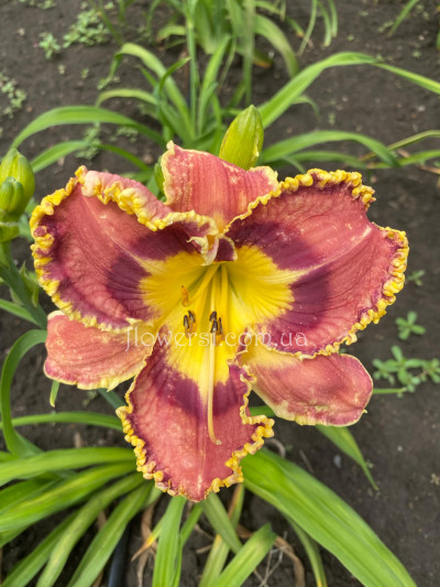 Сеянец  №6 (Сіянець Г.Витiвськой)