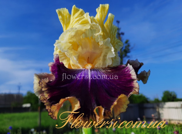 Ирис Твин Ситис-Twin Cities   