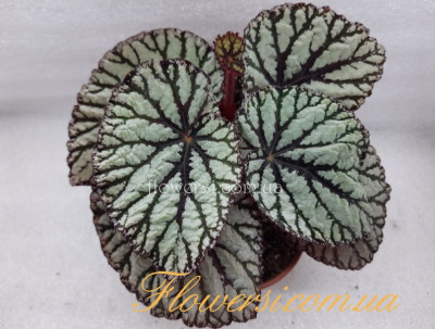 Бегонія Рэкс Федор (Fedor)