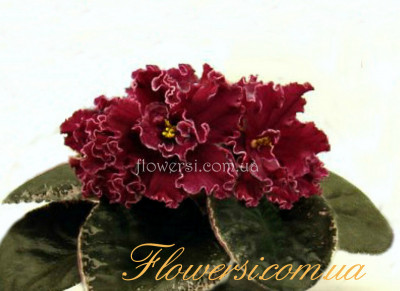 Фиалка НК-Танго на Вугіллі(Н.Козак)