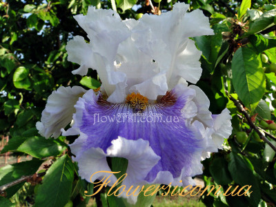 Ирис Стайлизид (Stylized)