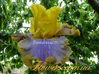 Ирис Кэтвол Куин (Catwalk Queen)