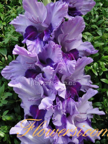 Гладiолус Мелинбарздис (Синя Борода)