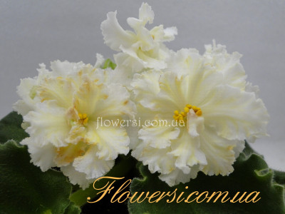 Фиалка ЛЕ-Оскар 