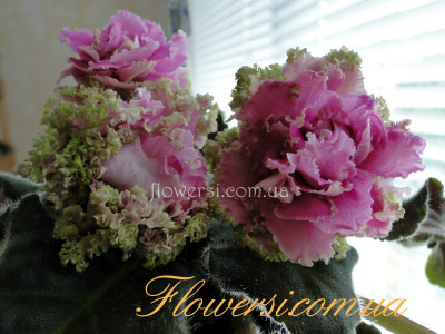 Фиалка ЛЕ-Сестра Королевы