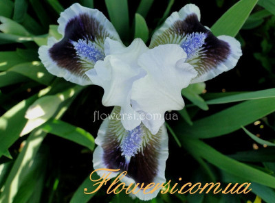 Ирис Падди Тет (Puddy Tat)  