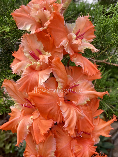 Гладiолус  Міс Фортуна 