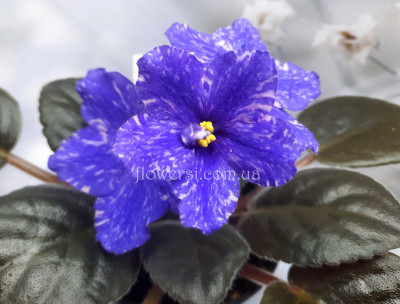 Фиалка РС-Аквапарк 