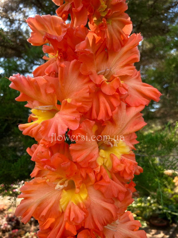 Гладiолус Ваше Височество 