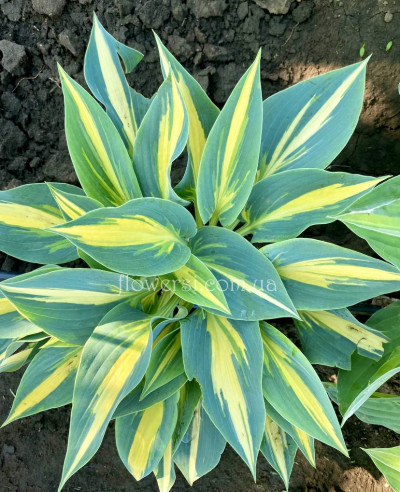 Хоста High Society (Хай Сосайти)