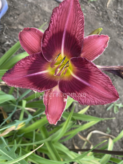 Сеянец  №7 (Сіянець Г.Витiвськой)