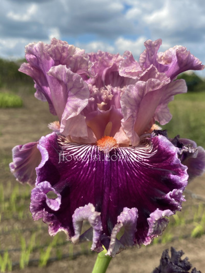 Ірис №63 (Сіянець Г.Витiвськой)