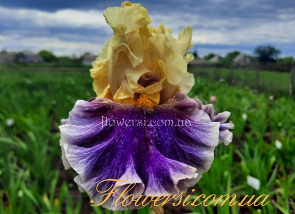 Ирис Пейнтед Шадоус - Painted Shadows (Keppel )